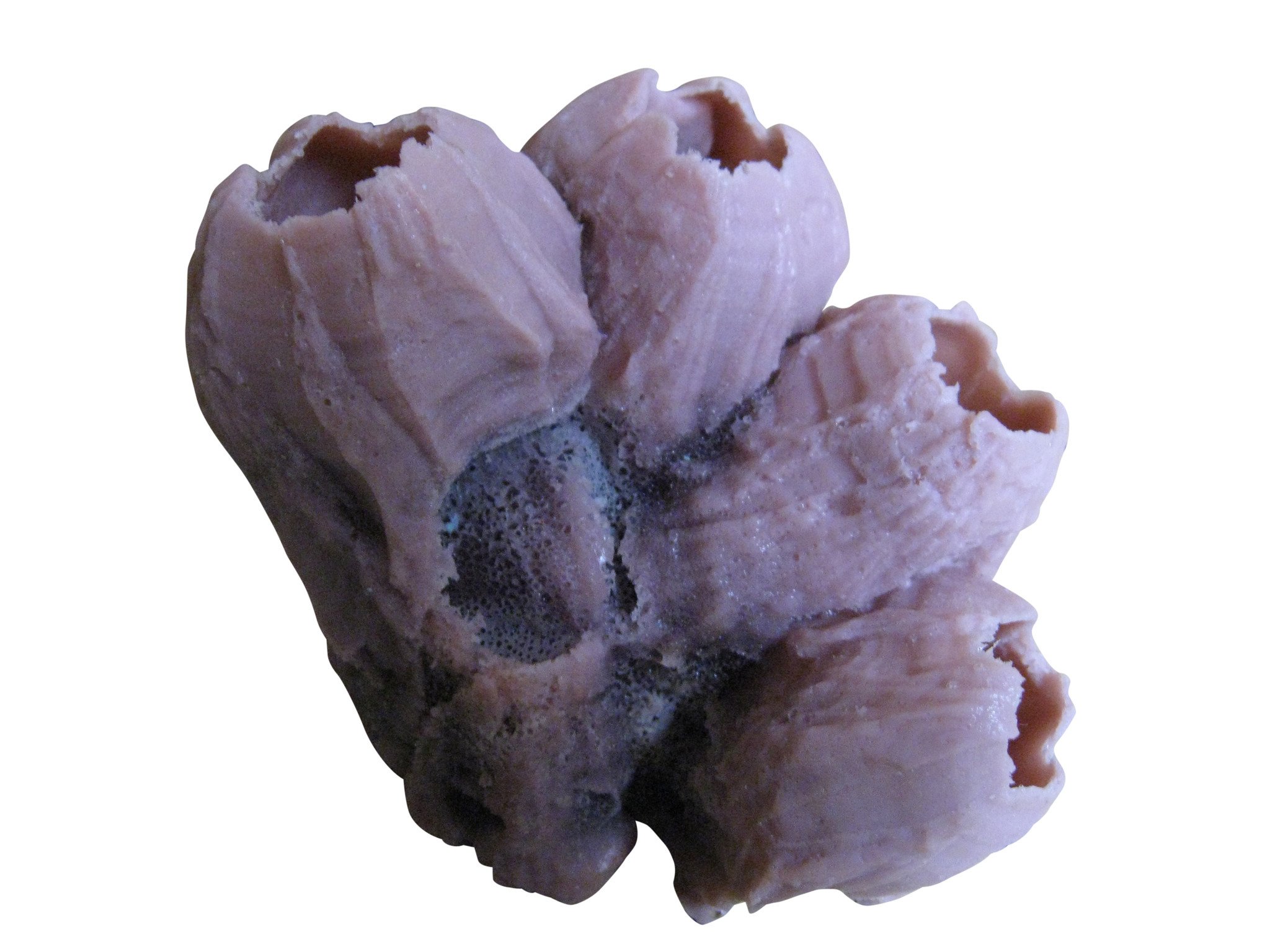 79 Medium Barnacle Ocean Aquaria