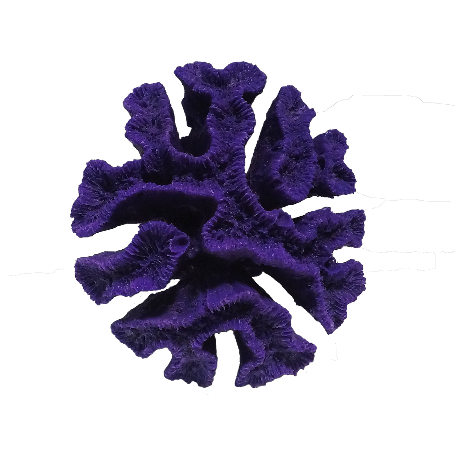 Open_Flower_Brain_Coral_2601_Purple Ocean Aquaria